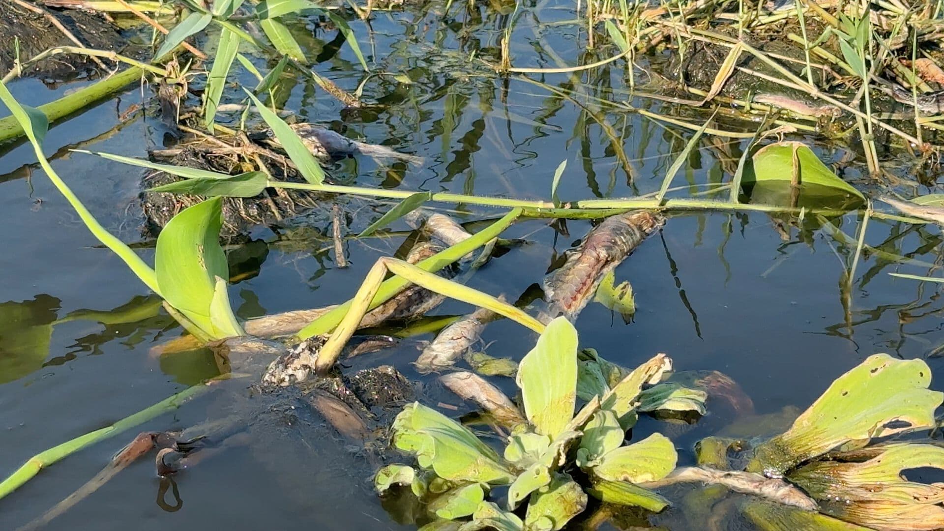 Seguiran las Investigaciones en Río Papaloapan de Veracruz tras Mortandad de Peces
