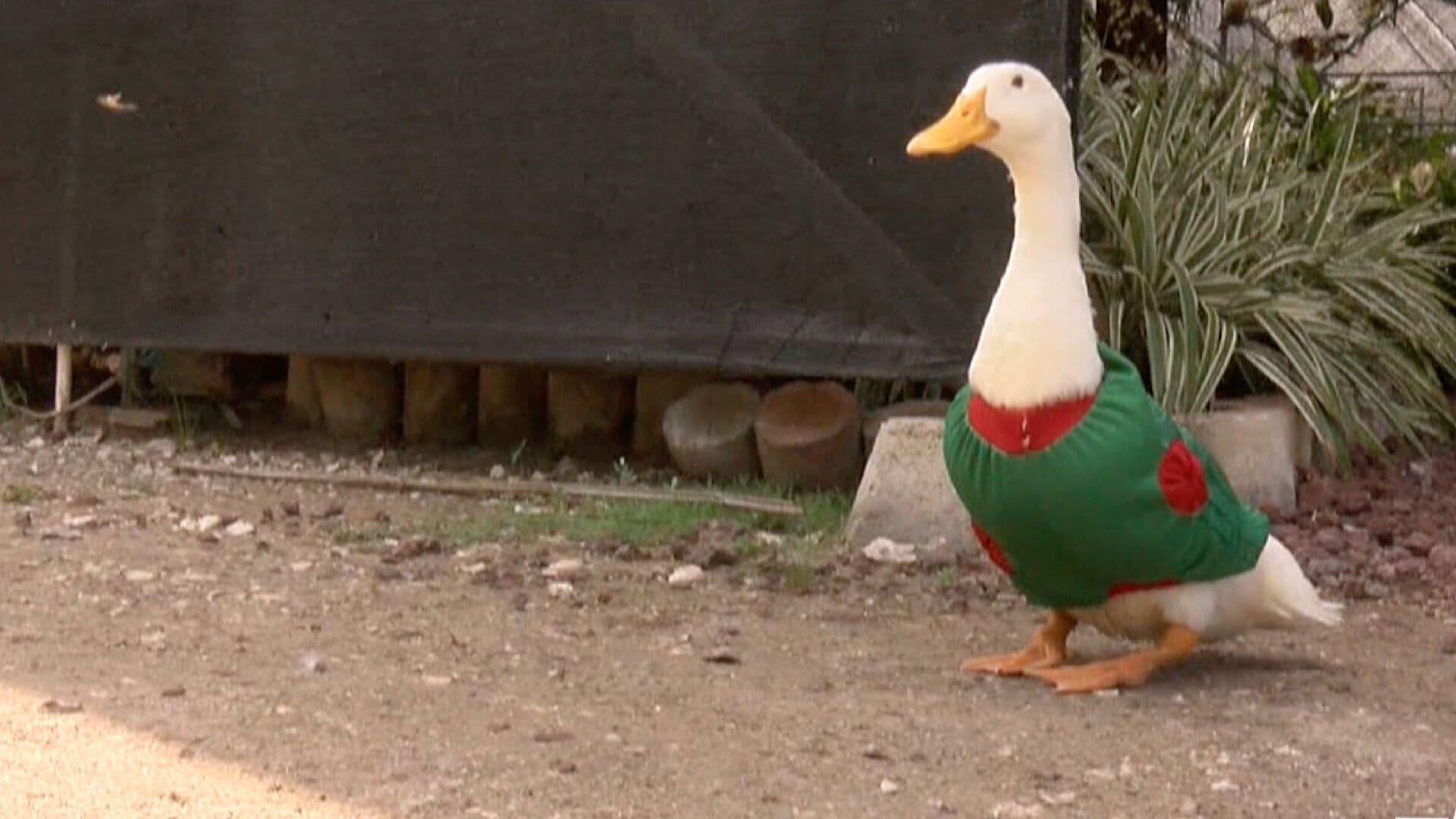 Pedrito Futbolero, el Pato que Conquista Visitantes en Vivero de Tampico