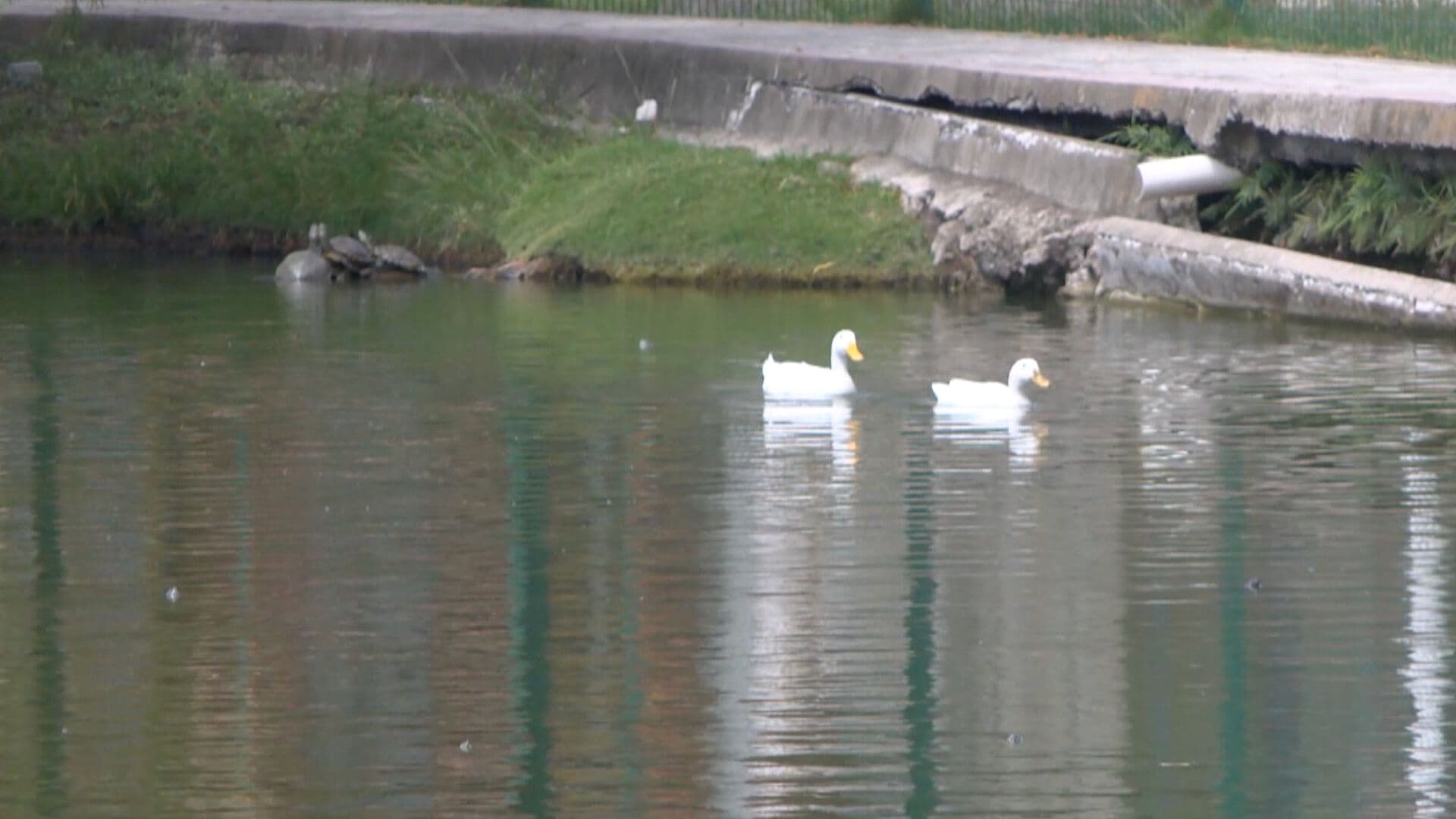 Denuncian la Presunta Disminución de Patos en Laguna de Tampico