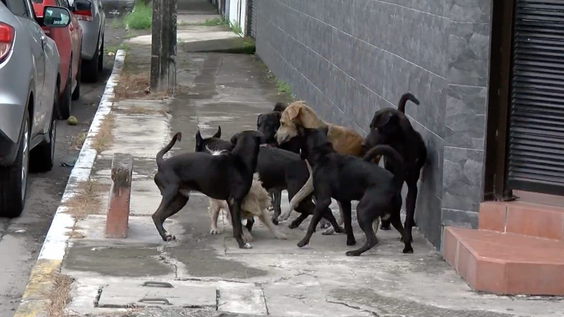 Incrementan los Casos de Mordedura de Perros en Veracruz