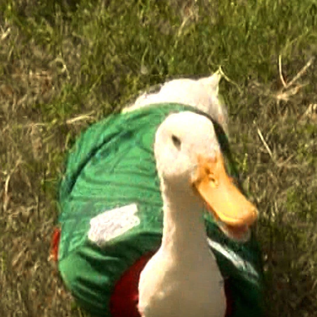 Pato Pedrito es el Merlín de Tampico