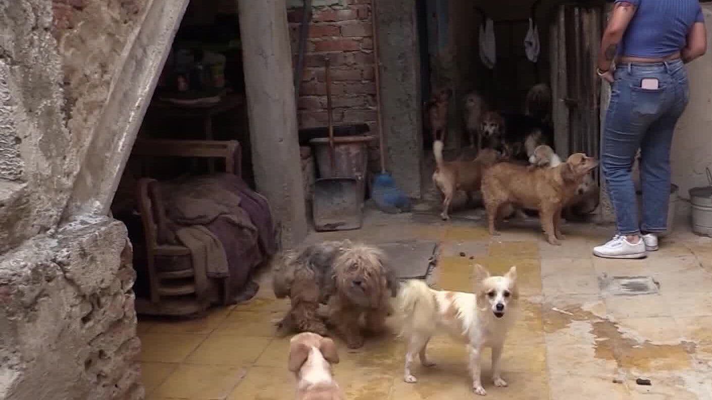 Rescatan a 39 Perros en Condiciones de Maltrato y Abandono en la Colonia Oblatos, en Guadalajara