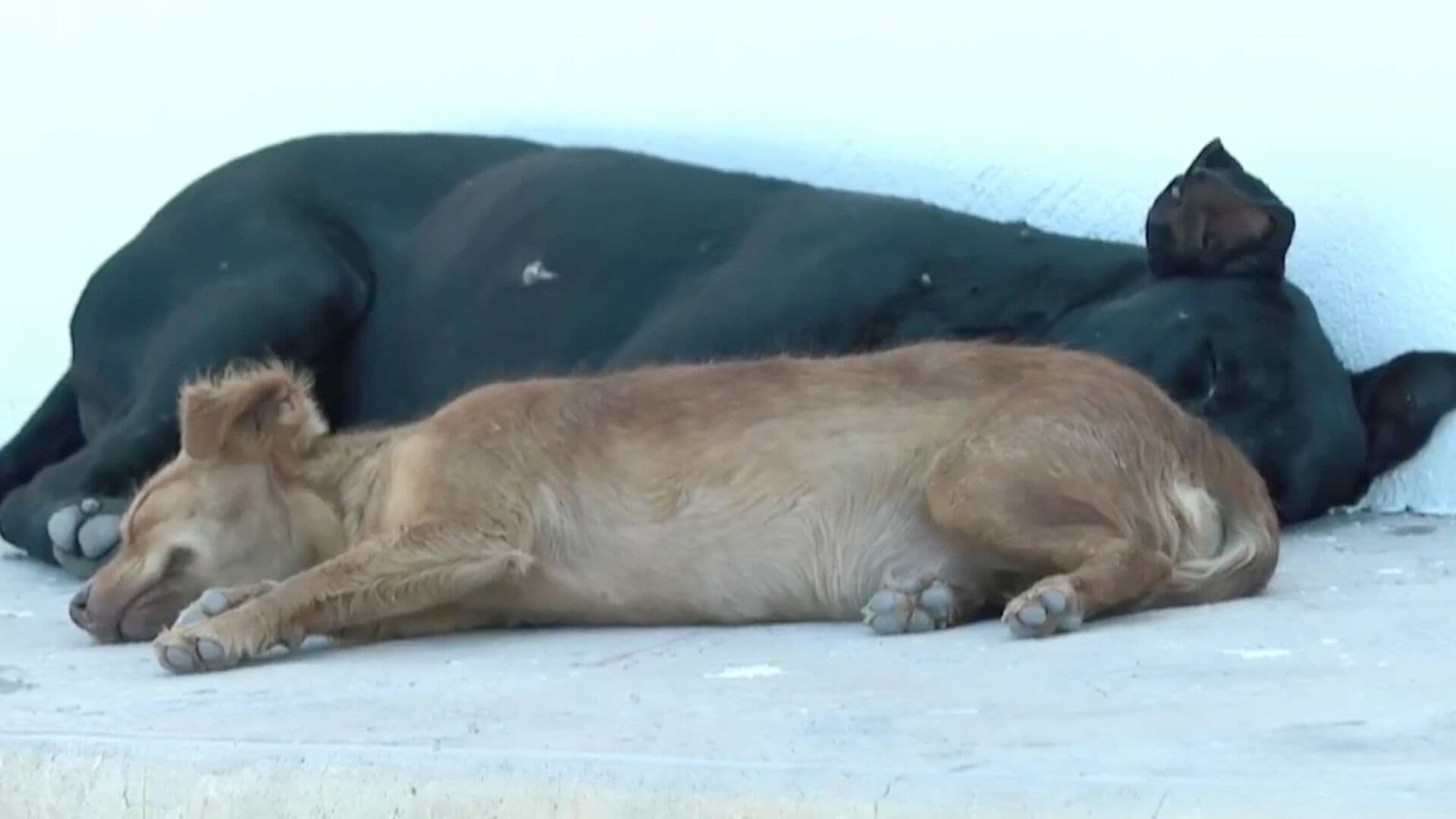 Vecinos Temen por Sobrepoblación de Perros Callejeros en Ciudad Juárez