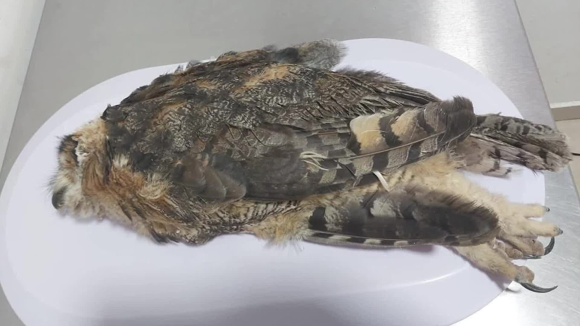 Muere Búho Cornudo Rescatado en Querétaro; Habría Sido Envenenado
