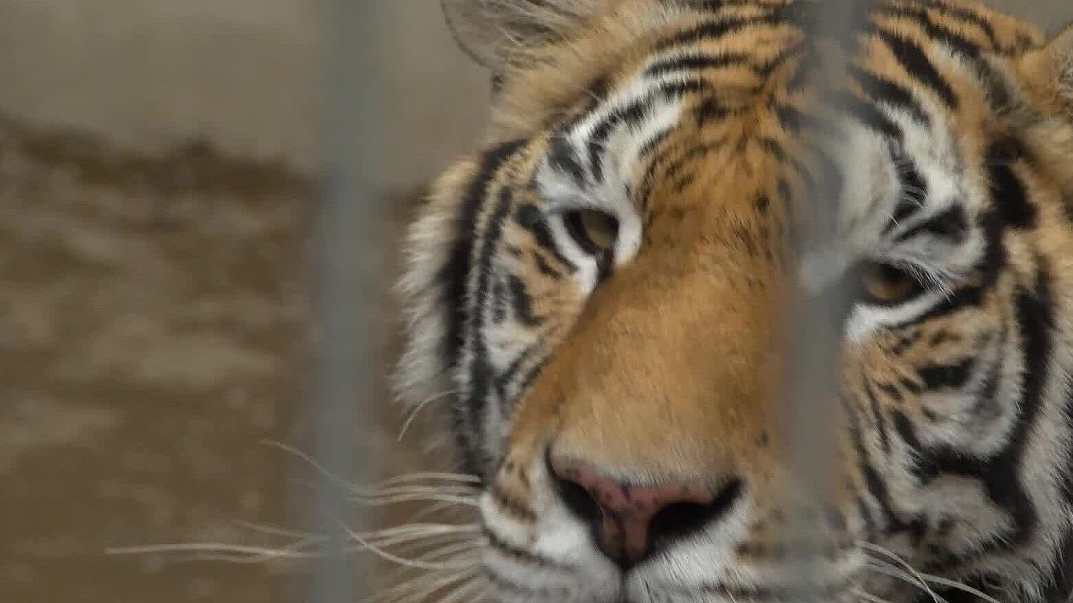 Alertan Por Venta Ilegal de Especies Silvestres en Grupos de Mensajería Instantánea en Jalisco