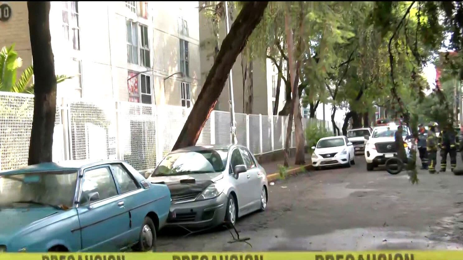 Cae Árbol de Gran Tamaño en la Colonia Anáhuac de la Alcaldía Miguel Hidalgo