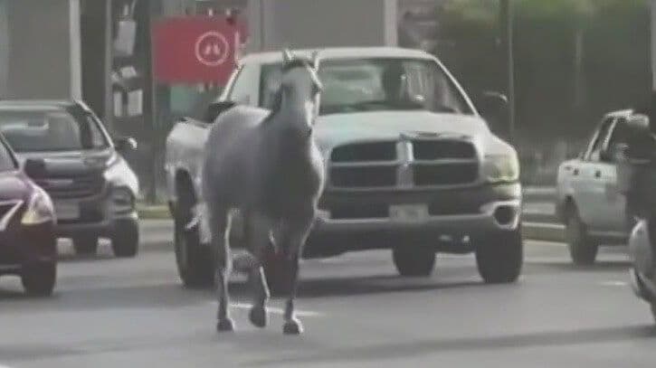 Galopa Caballo en Medio de Vehículos en San Nicolás