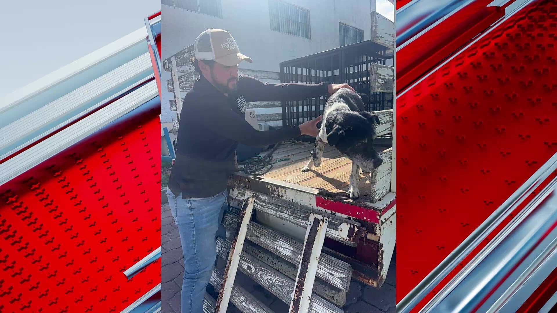 Rescatan a Perro en Estado Crítico por Presunta Falta de Atención en San Juan del Río