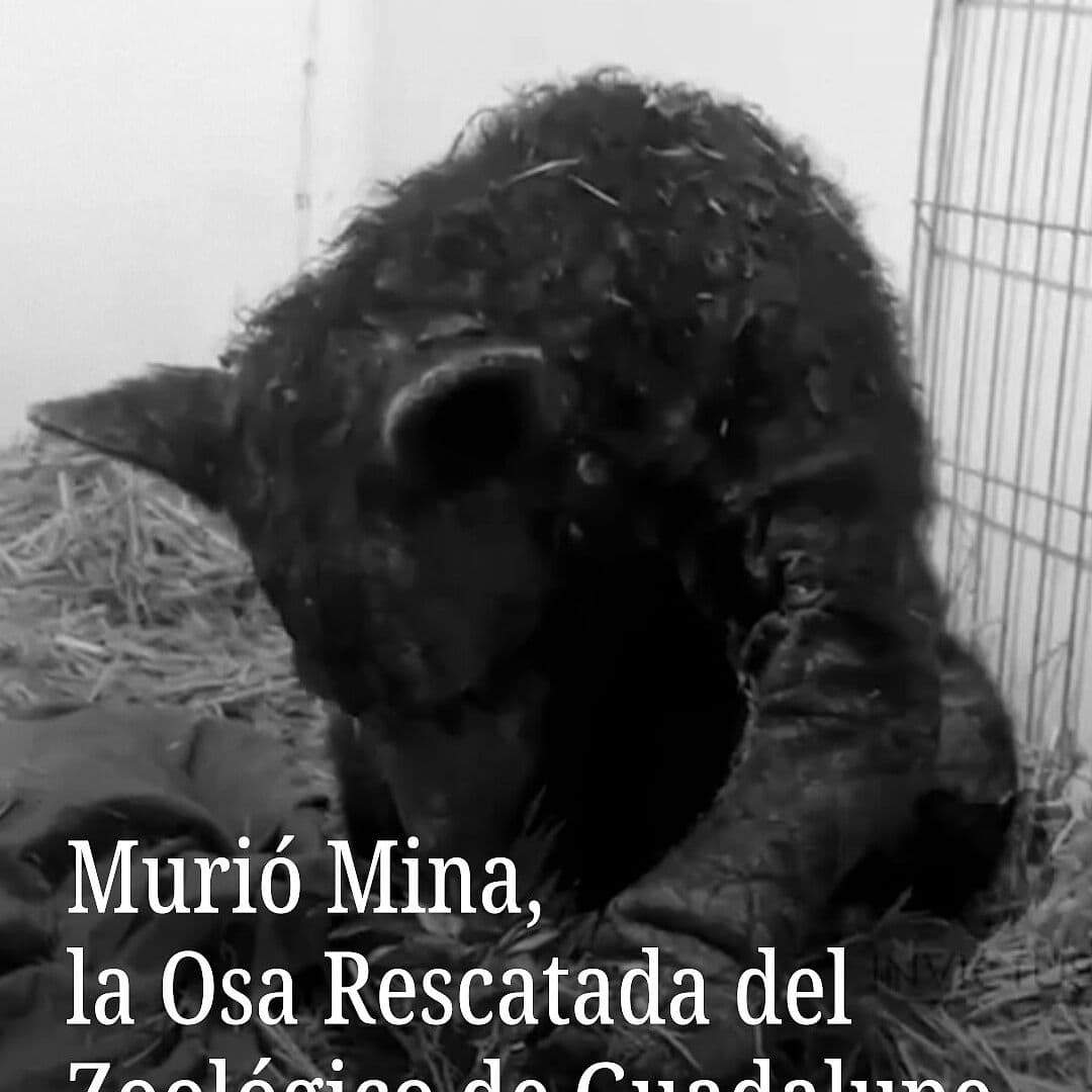 Murió Mina, la osa rescatada del zoológico de Guadalupe