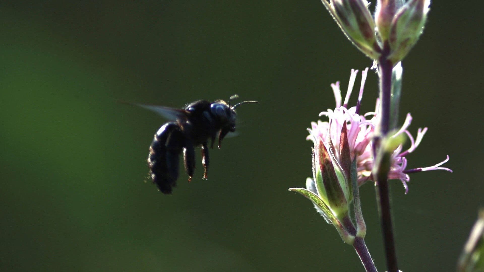Muerte Masiva de Abejas Enciende las Alertas en Campeche