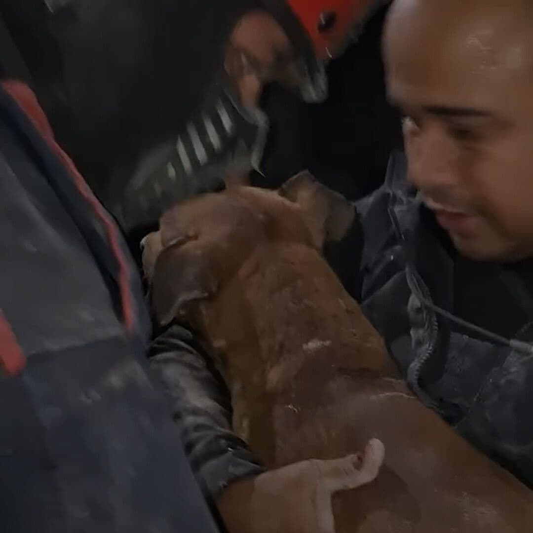Rescatan con Vida a Perro después de Sismos en Venezuela