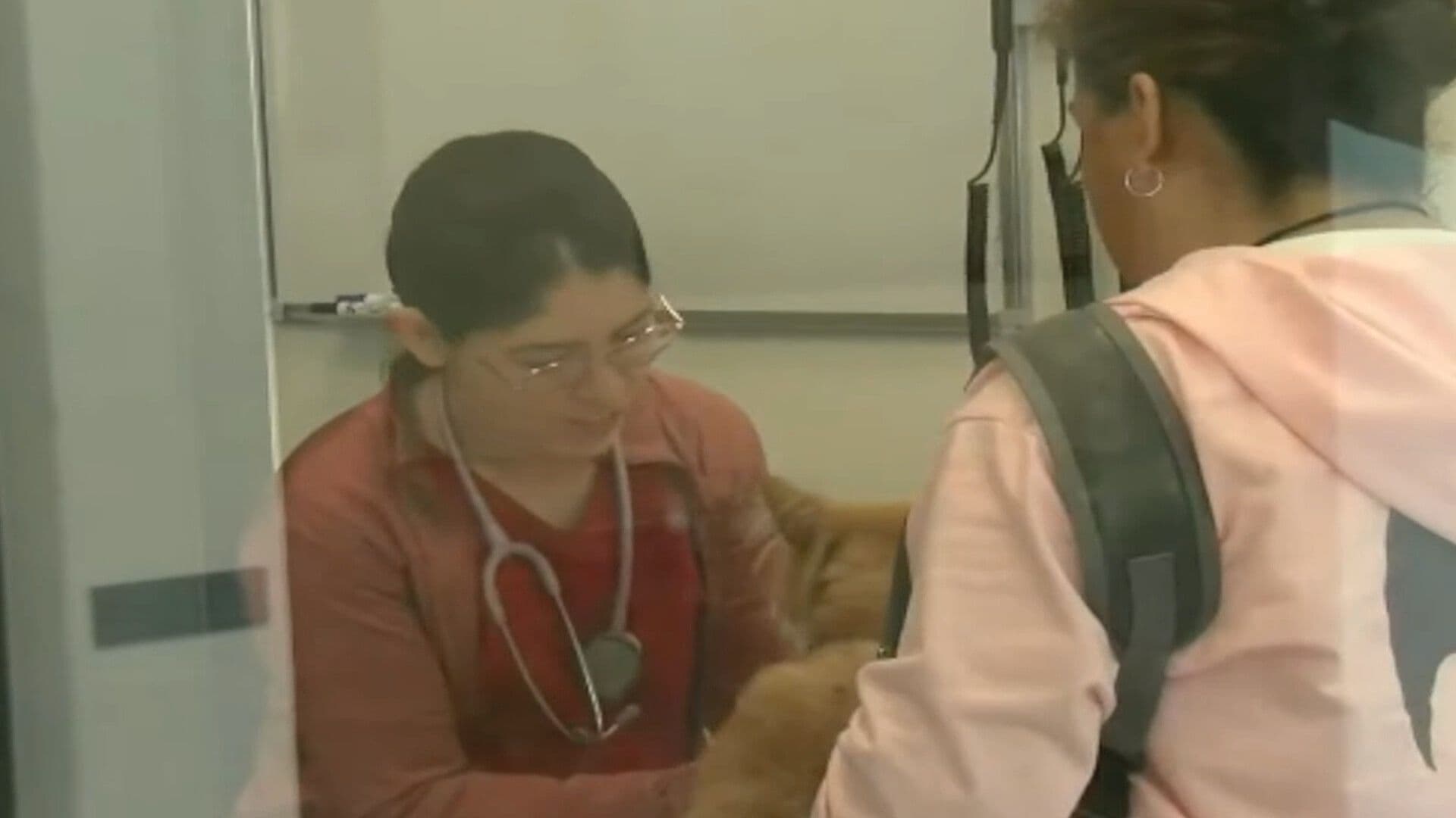 Hospital de Mascotas de León Descarta 10 Casos de Gusano Barrenador en Perros