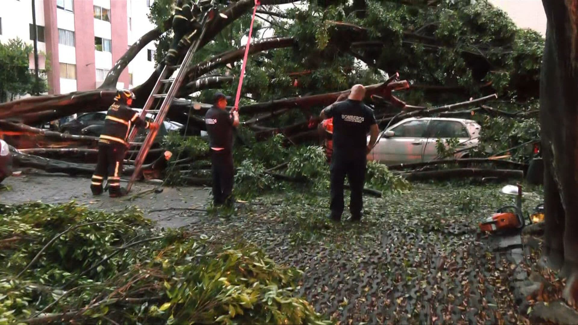 Árbol de 20 Metros Cae sobre Varios Coches en la Unidad Habitacional Niños Héroes, en la Doctores