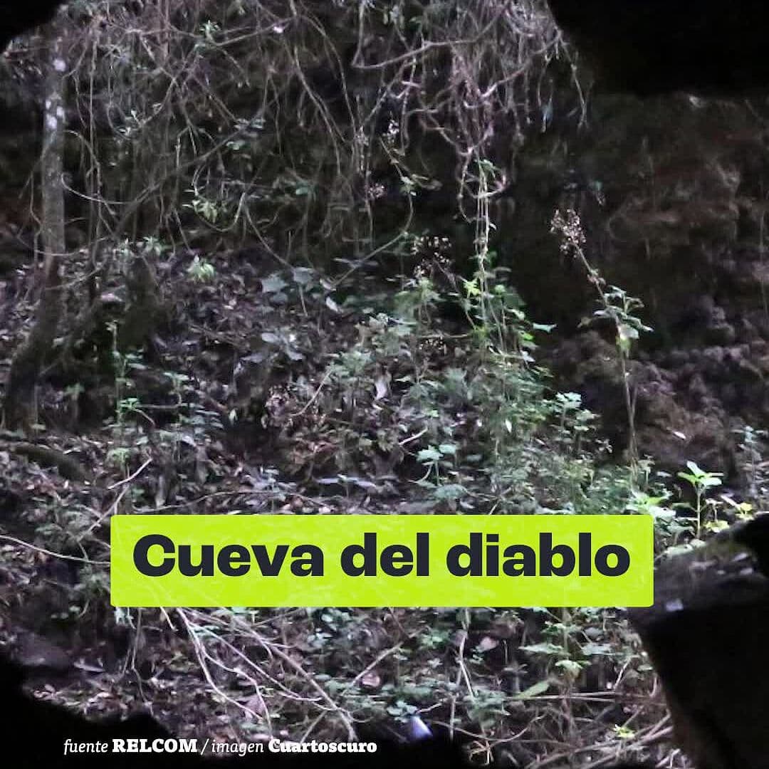 Murciélagos en Peligro