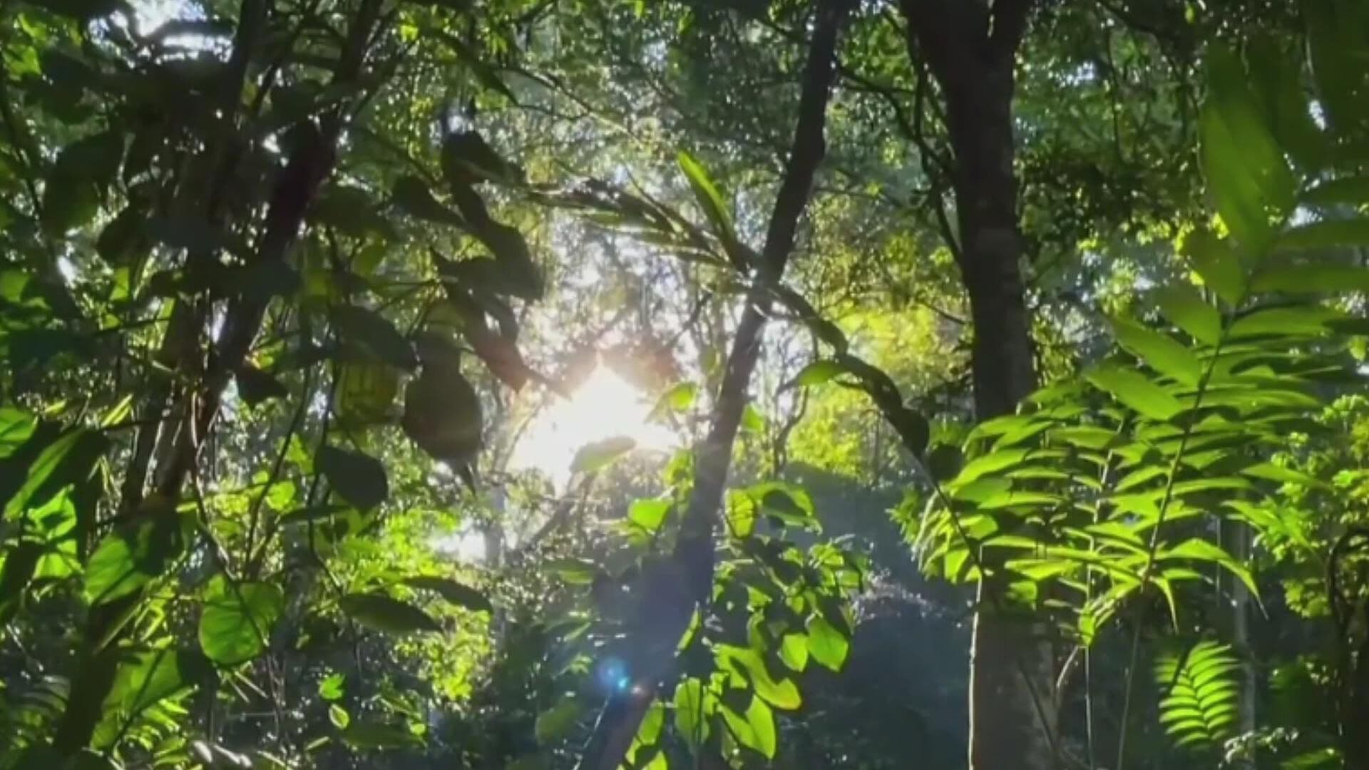 Recorrido por el Bosque de Niebla, un Paraíso Escondido en Veracruz