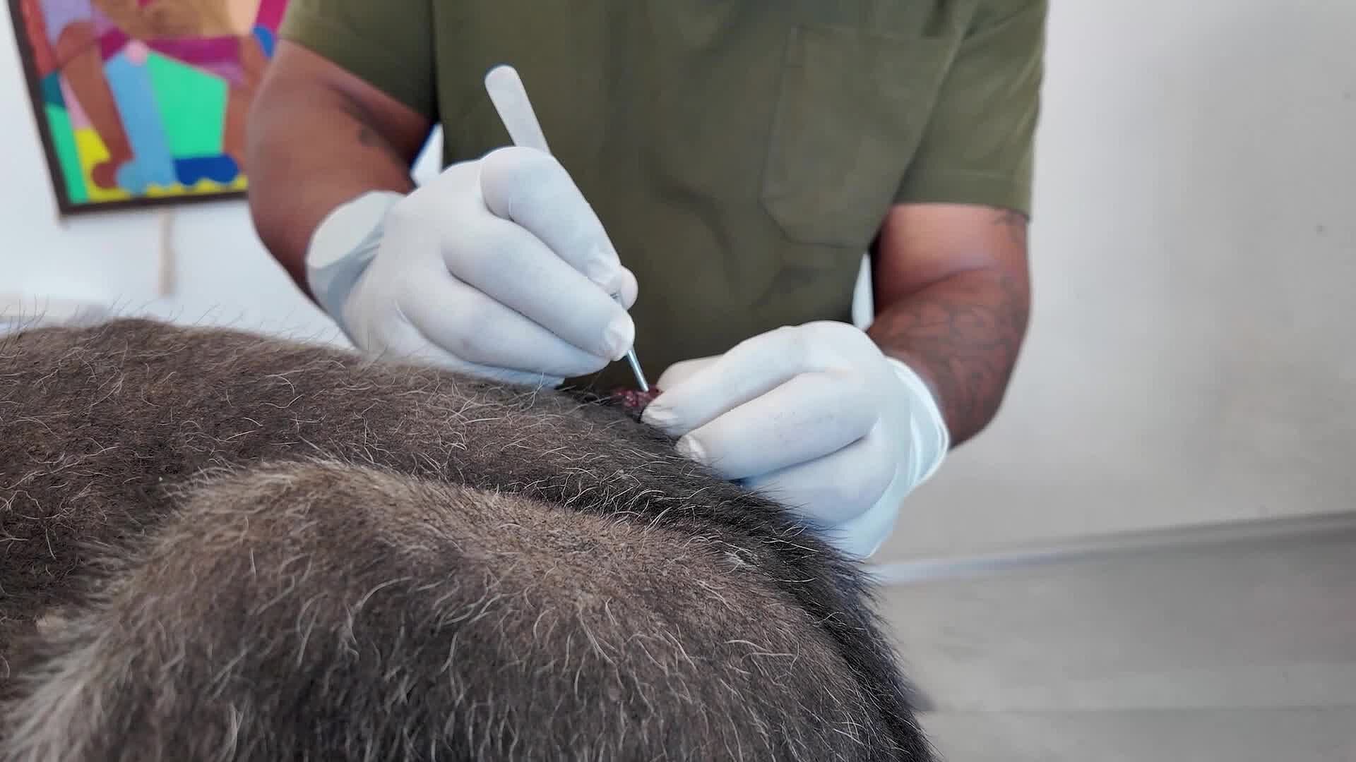 Protección Animal de El Marqués Atiende Gratuitamente Caso de Gusano Barrenador