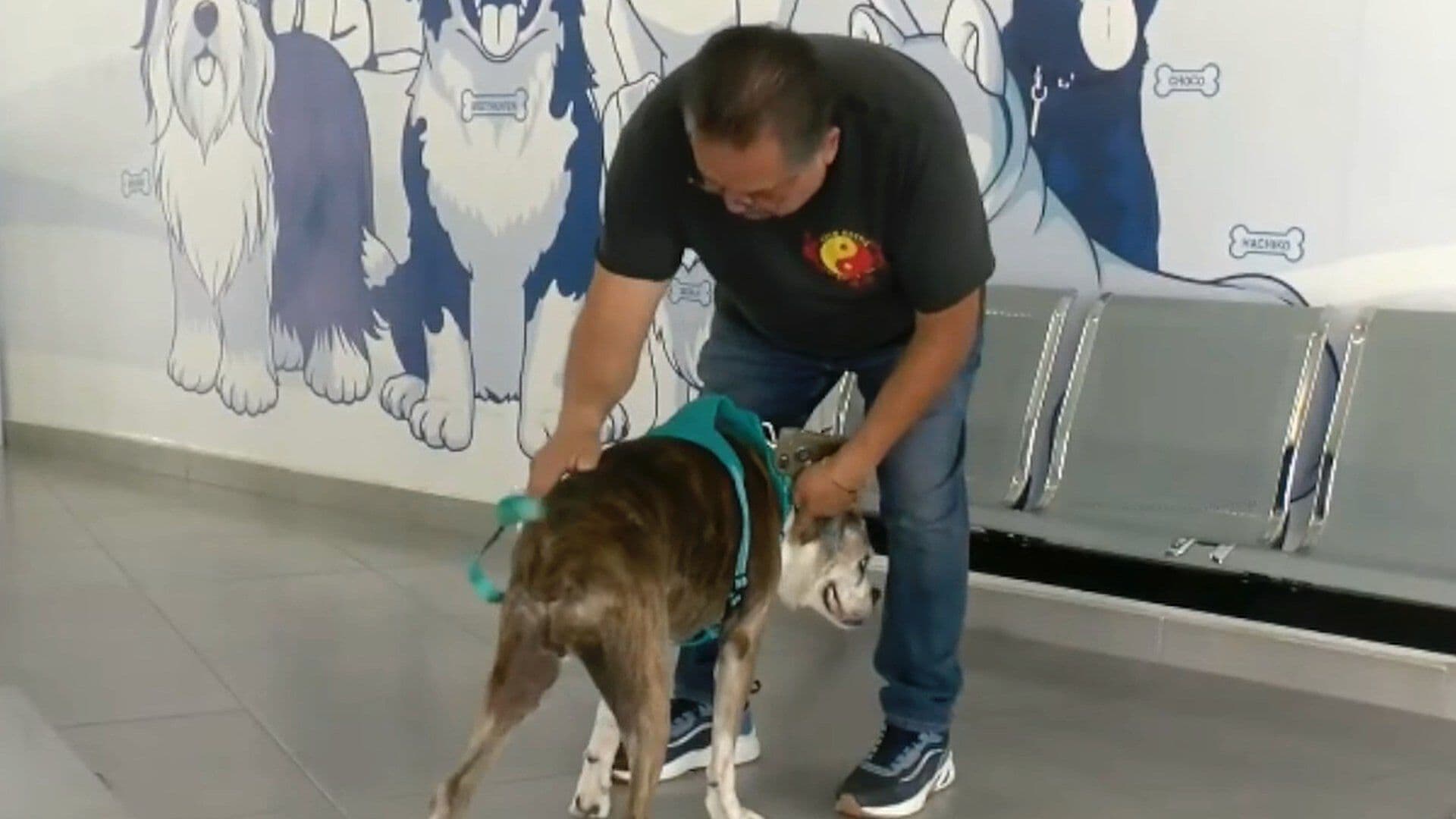 Descartan Casos de Gusano Barrenador en Animales en el Hospital de Mascotas en León