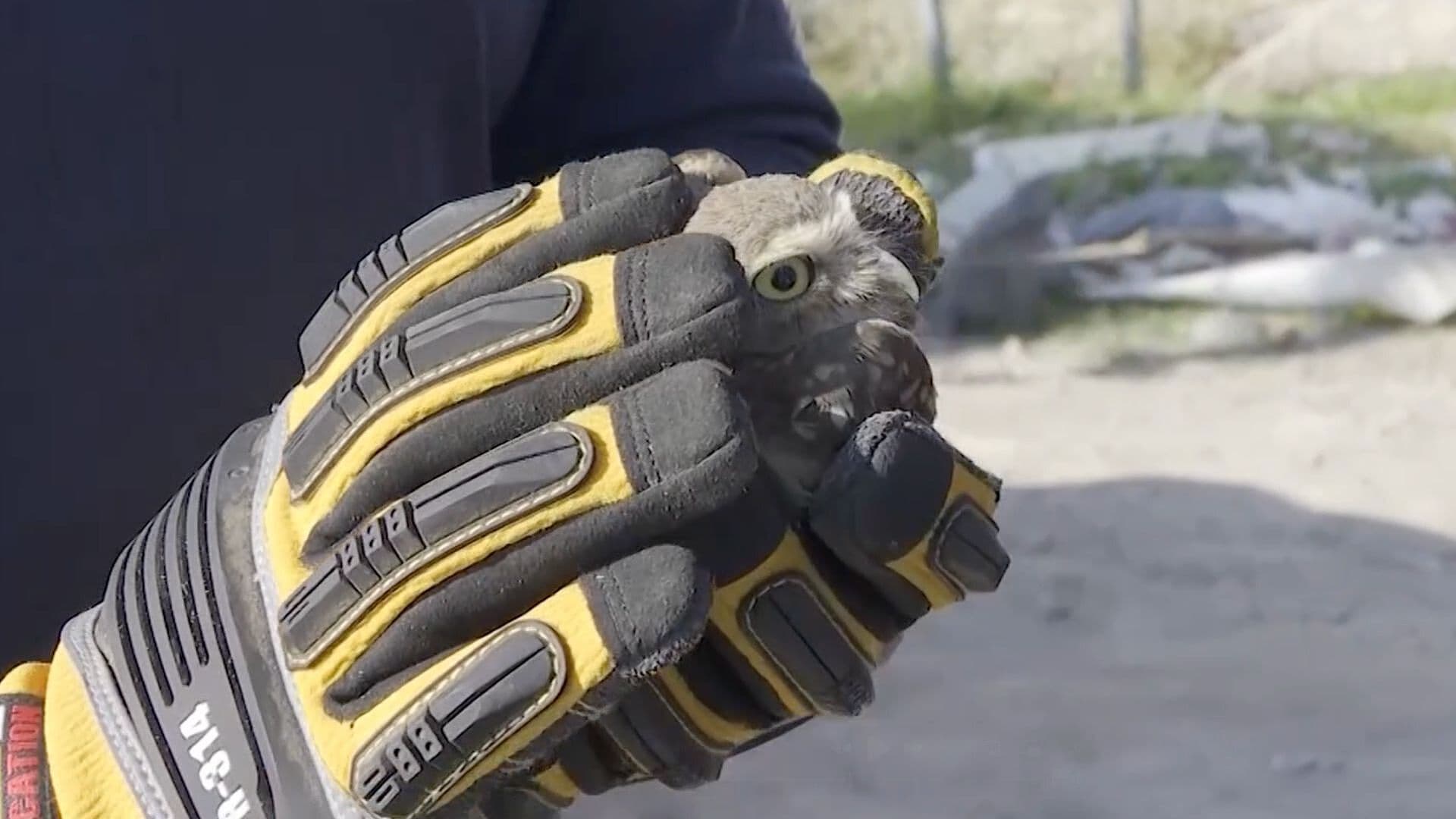 Bomberos Resguardan a Lechuza Encontrada en Torreón