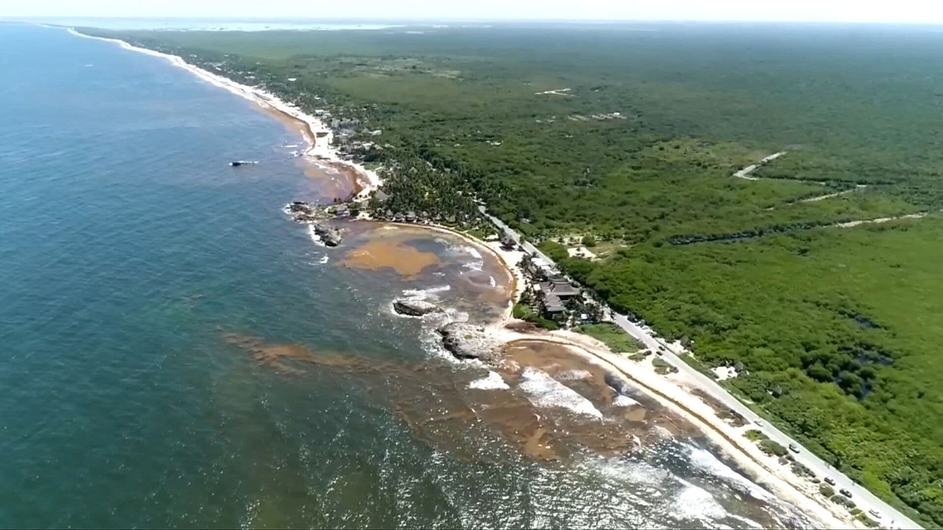 Quintana Roo en Alerta por Sargazo en sus Playas; Activan Semáforo Rojo