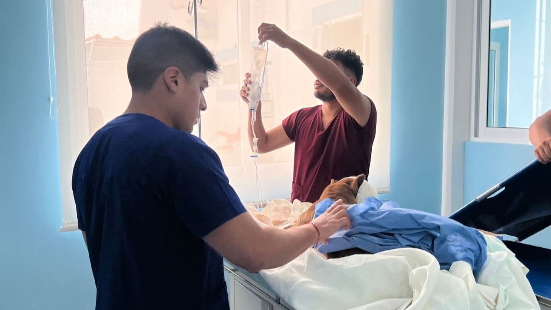 Perro Fue Rescatado con una Herida Expuesta en la Cabeza en Puebla