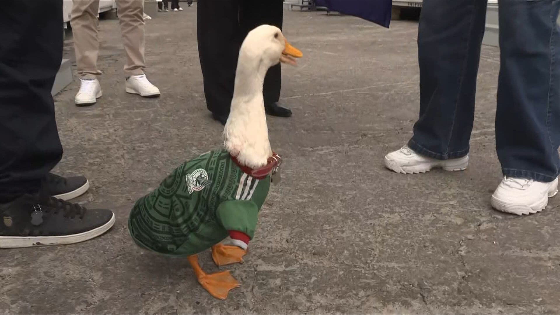 El 'Pato Merlín' Ya Tiene Dueño Legal; Nadie Más Podrá Usarlo