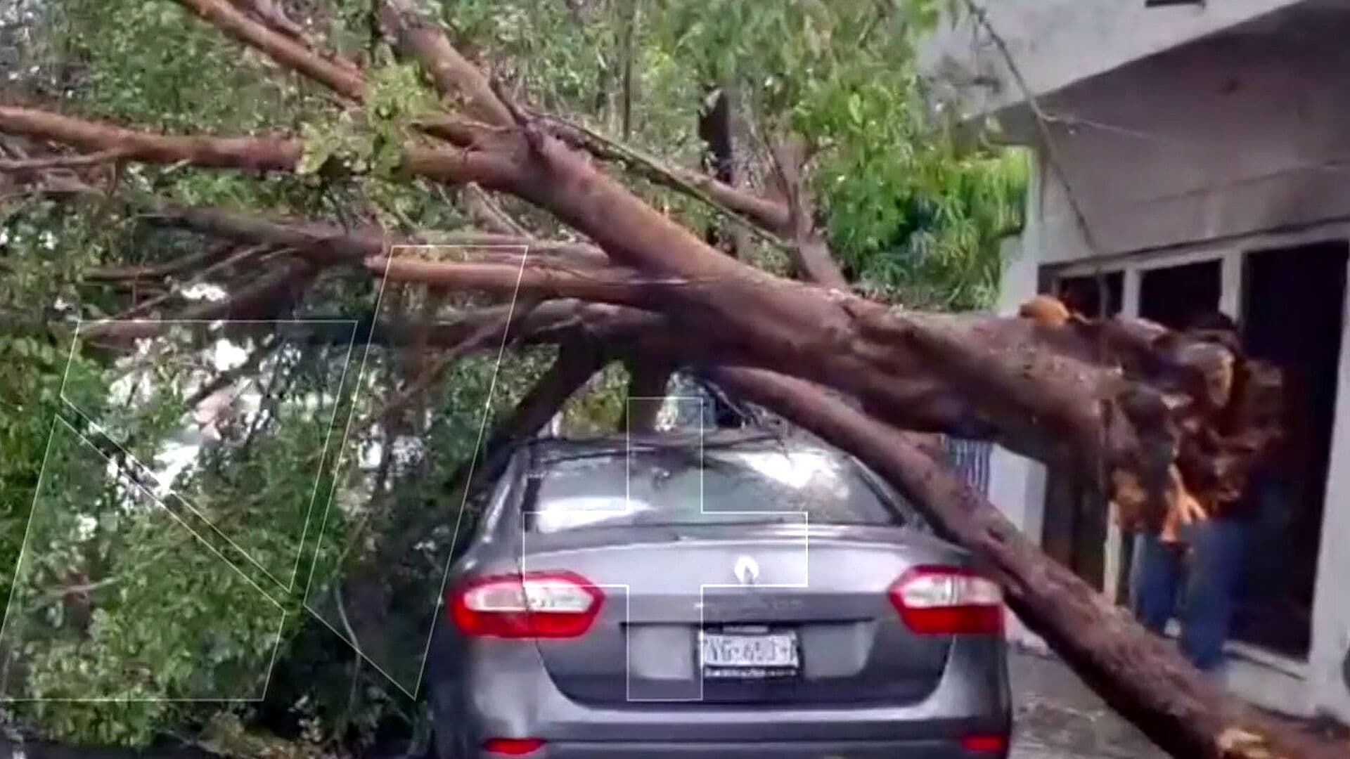 Tormenta Provoca Caída de Árboles y Daños en Colima