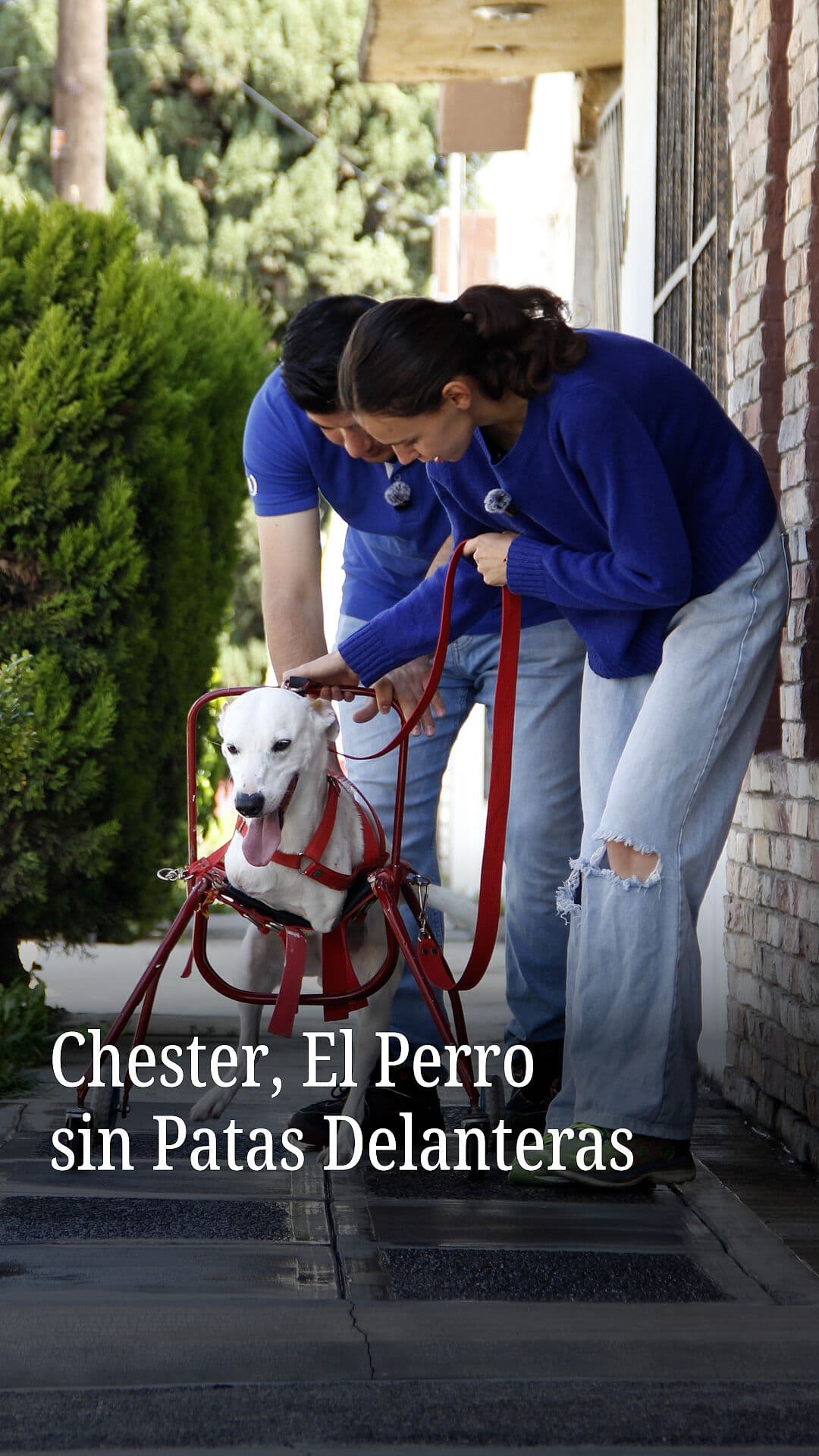 Chester, el Perro sin Patas Delanteras