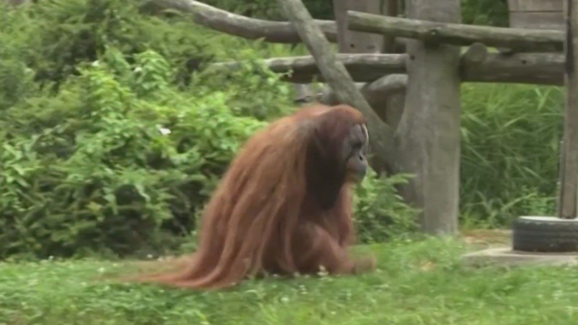 Walter, el Orangután Oráculo, Predice al Ganador del Alemania vs Paraguay
