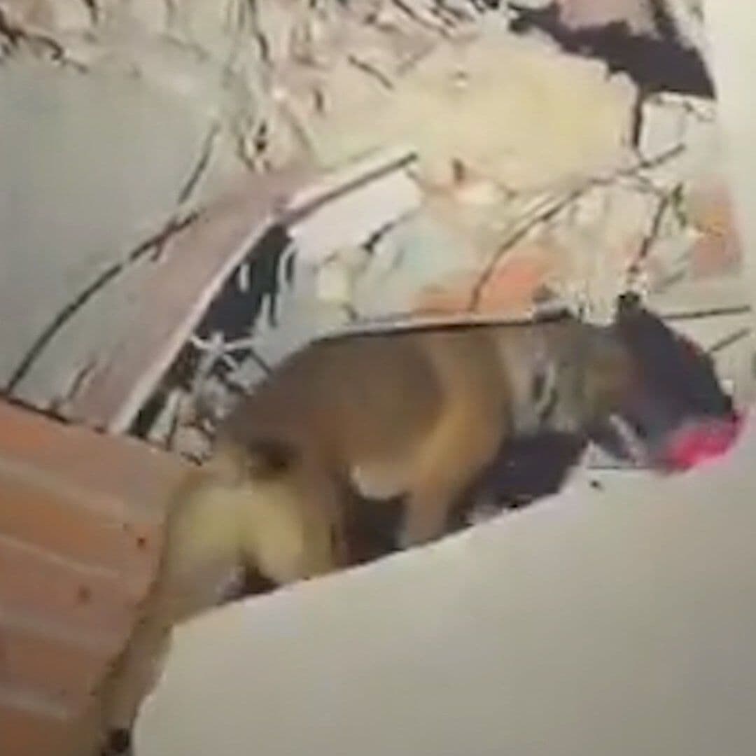 Perros Buscan Cuerpos en Edificios Colapsados en Venezuela