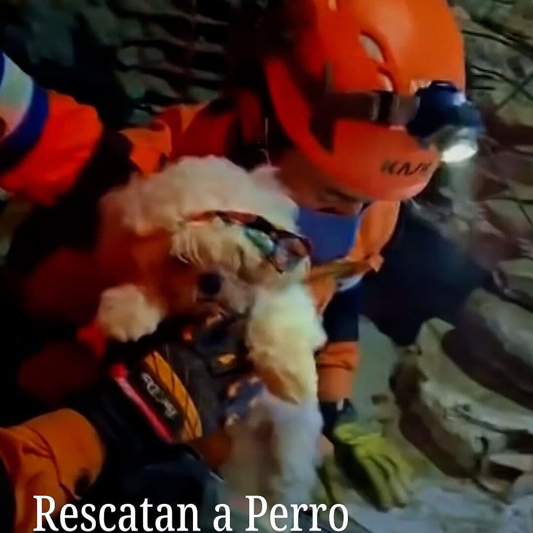 Rescatan a Perro entre Escombros en Venezuela