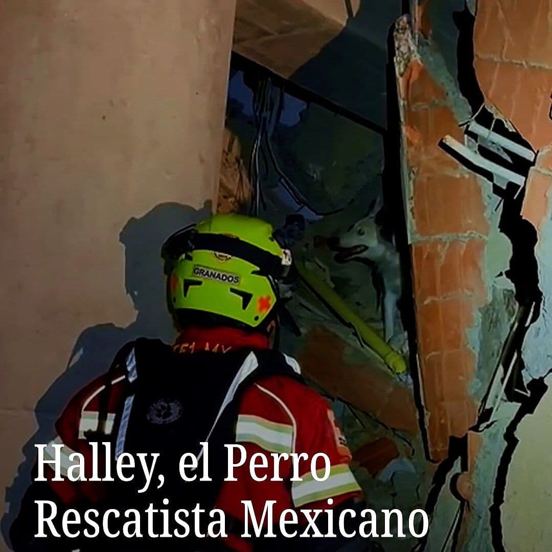 Halley, el Perro Rescatista Mexicano en Venezuela