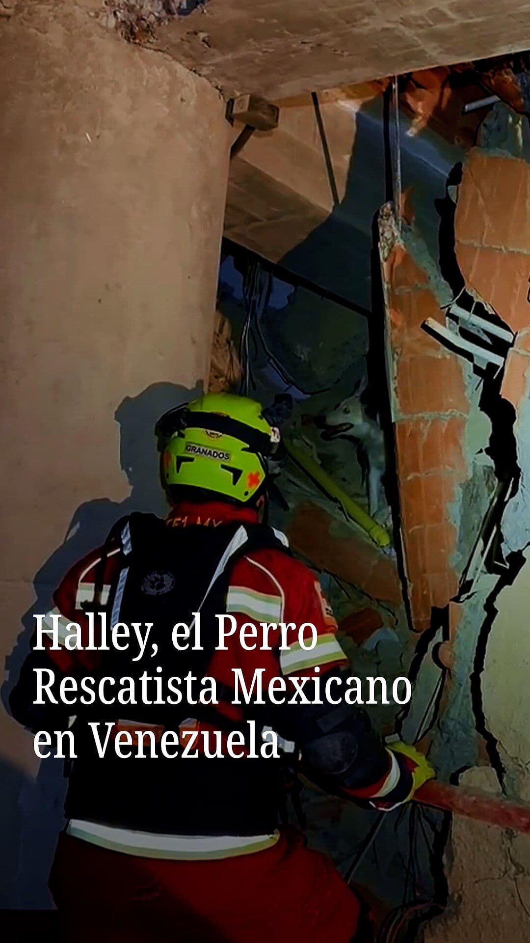 Halley, el Perro Rescatista Mexicano en Venezuela