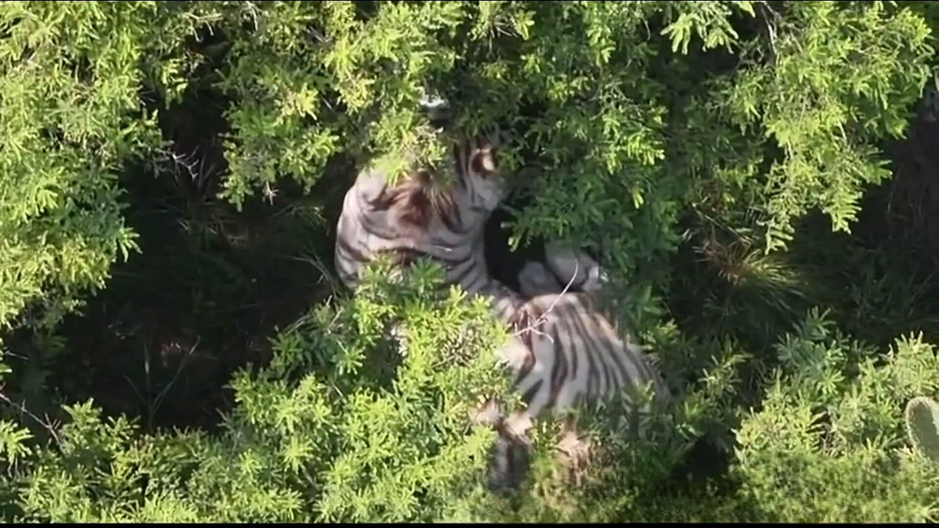 Localizan a Tigre de Bengala Blanco que Escapó de Refugio en Edomex; Sigue Operativo de Captura