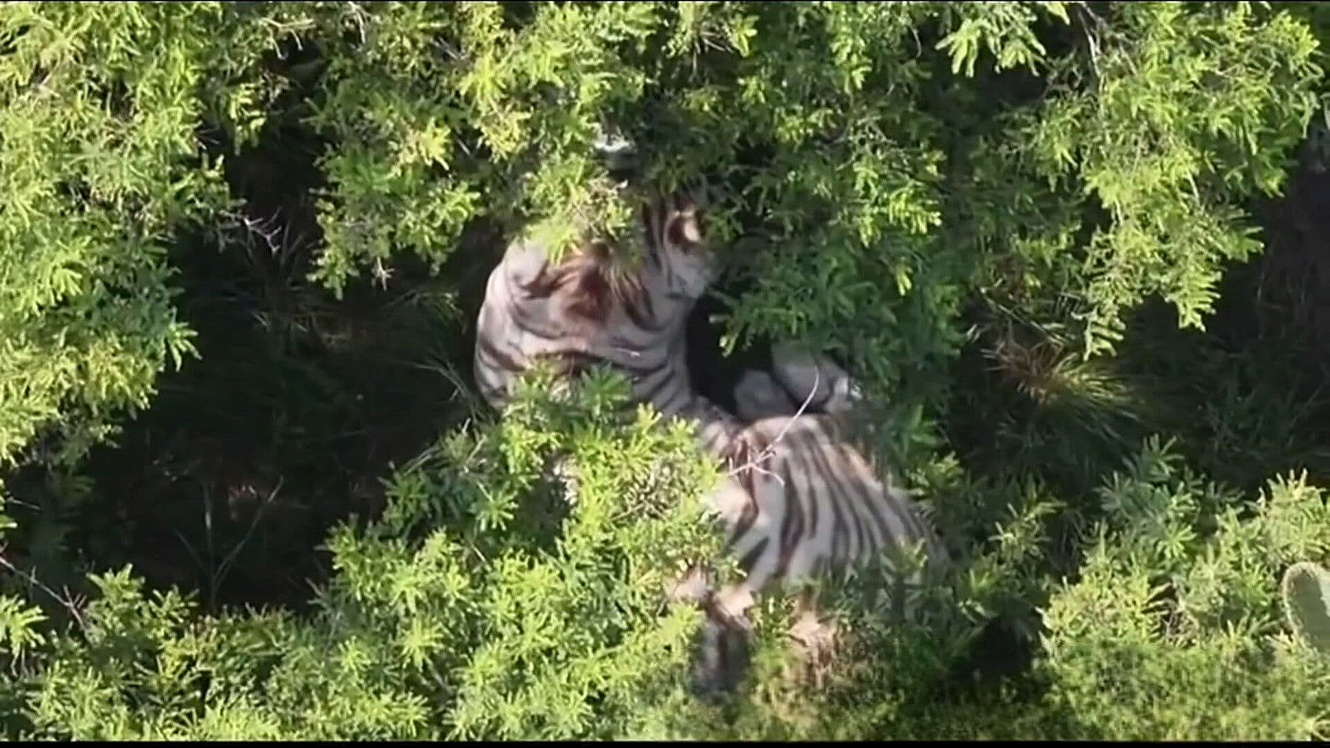 Localizan a Tigre de Bengala Blanco que Escapó de Refugio en Edomex; Sigue Operativo de Captura