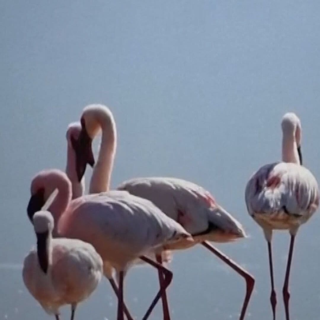 Flamingos Rosas se Están Volviendo Blancos