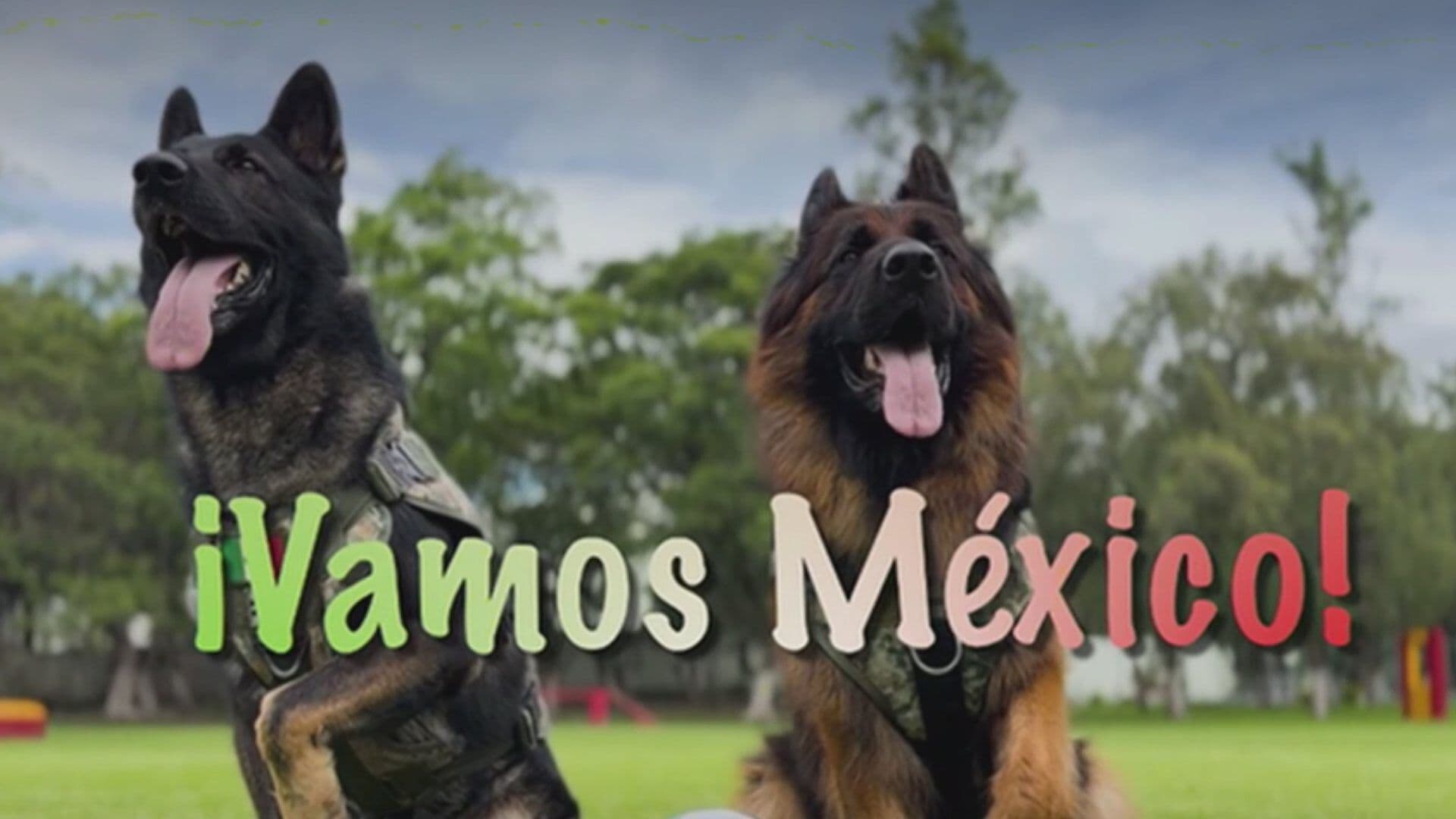 Perros Rescatistas Apoyan a la Selección Mexicana: Así el Emotivo Mensaje de la Defensa