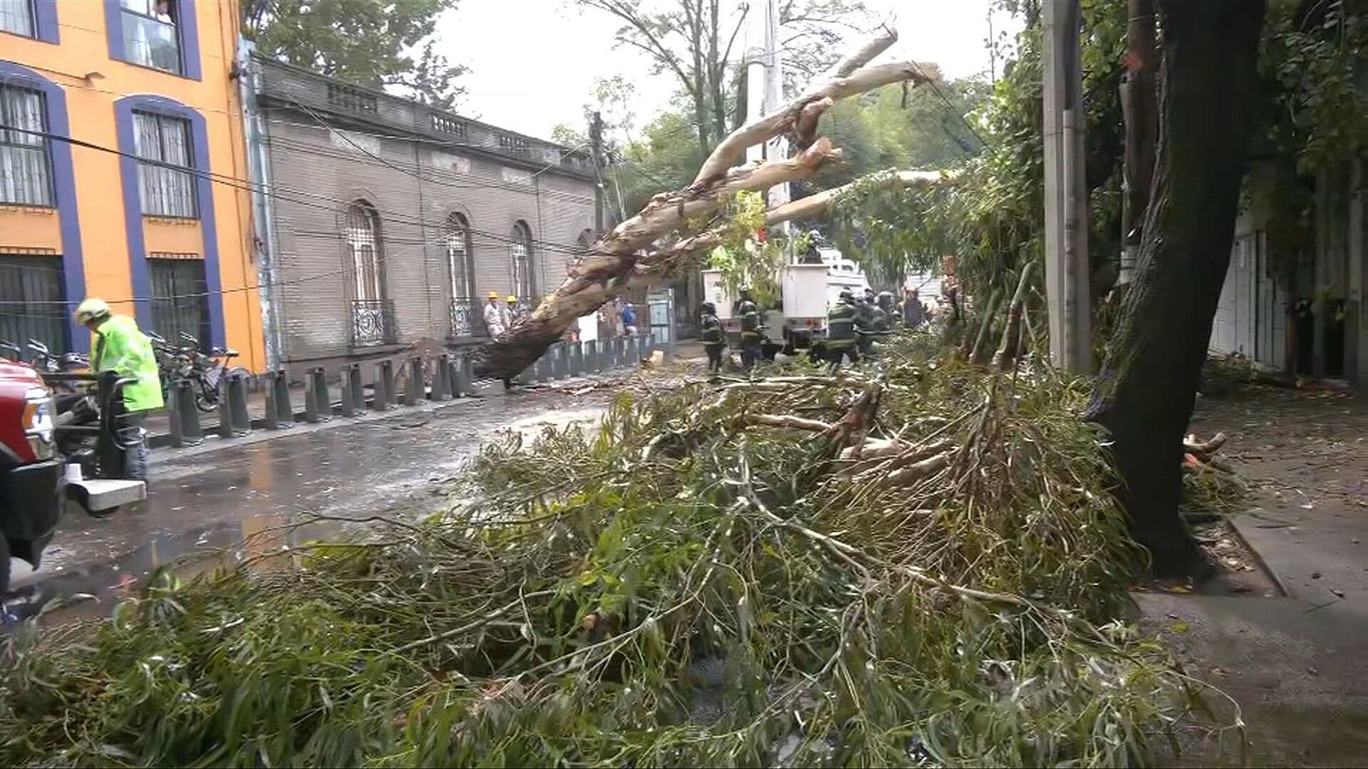 Cae Enorme Árbol en Santa María la Ribera; Hay Varias Afectaciones en CDMX