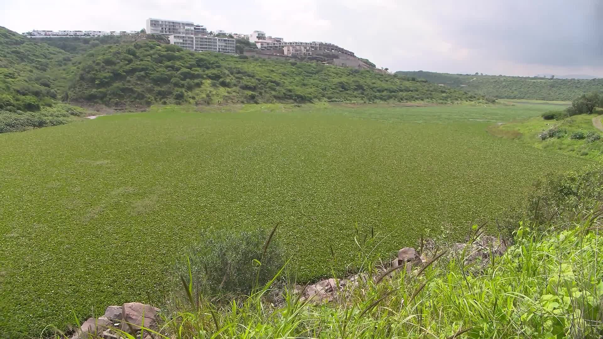 Retirarán Lirio de la Presa El Batán en Querétaro tras Aparición de Peces Muertos