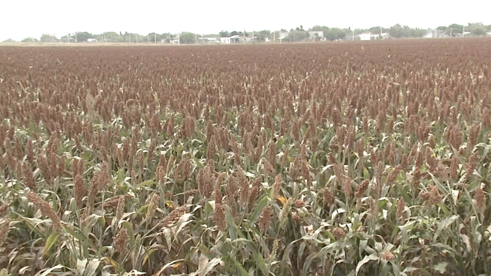 Sector Campesino de Reynosa Solicita Mayores Apoyos al Campo