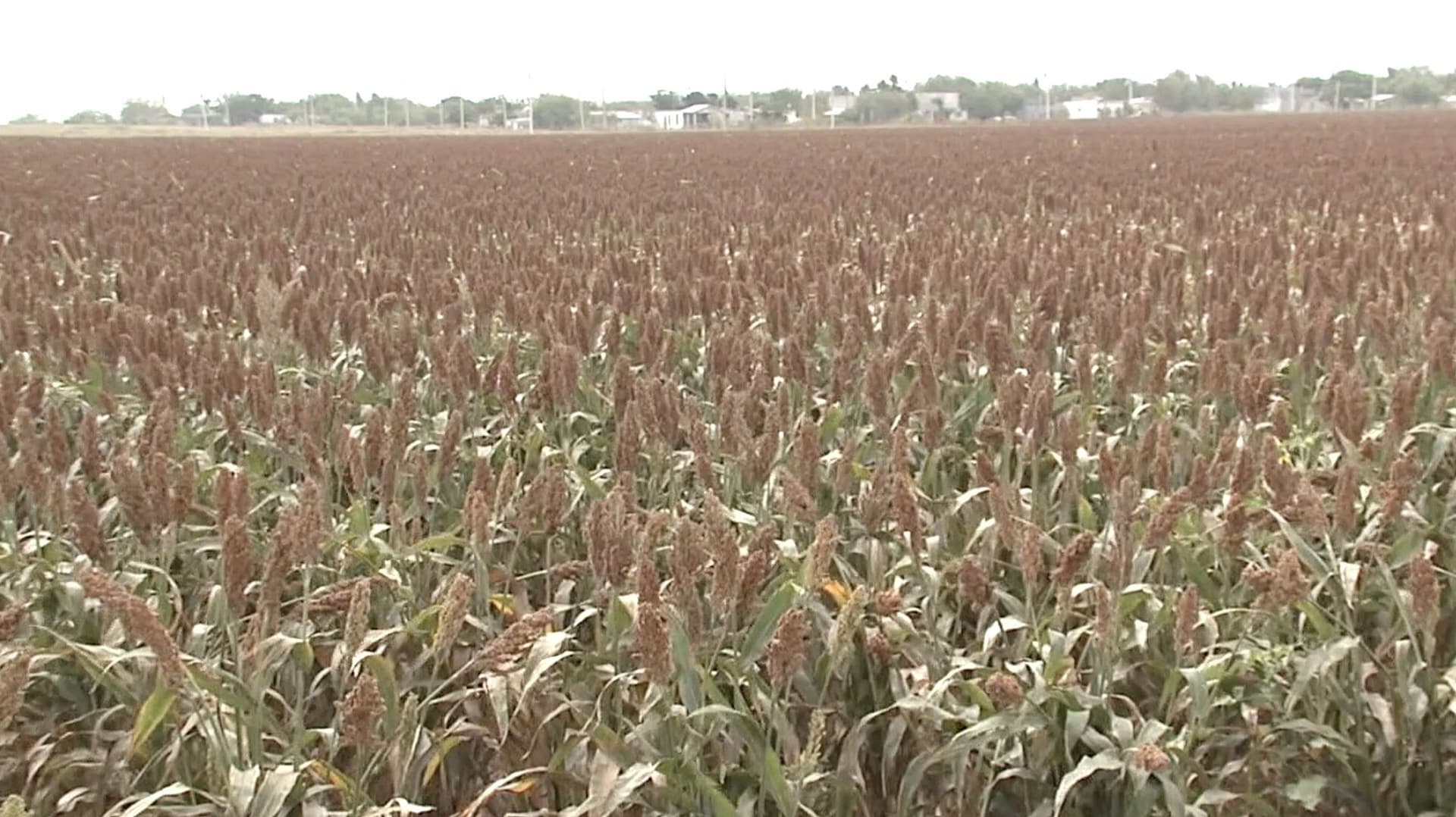 Sector Campesino de Reynosa Solicita Mayores Apoyos al Campo