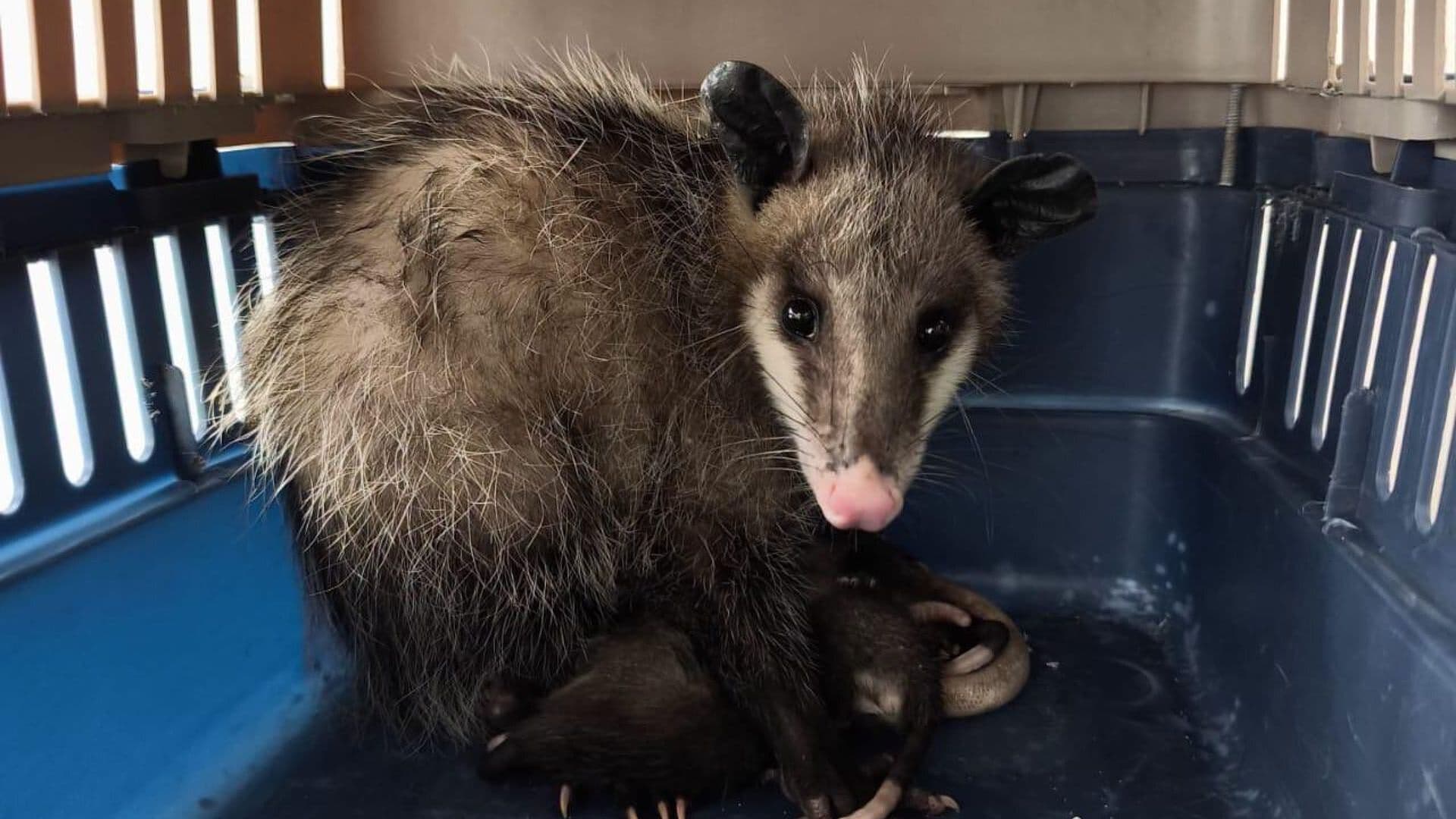 Mamá Tlacuache y sus Bebés Son Puestos a Salvo en San Juan del Río