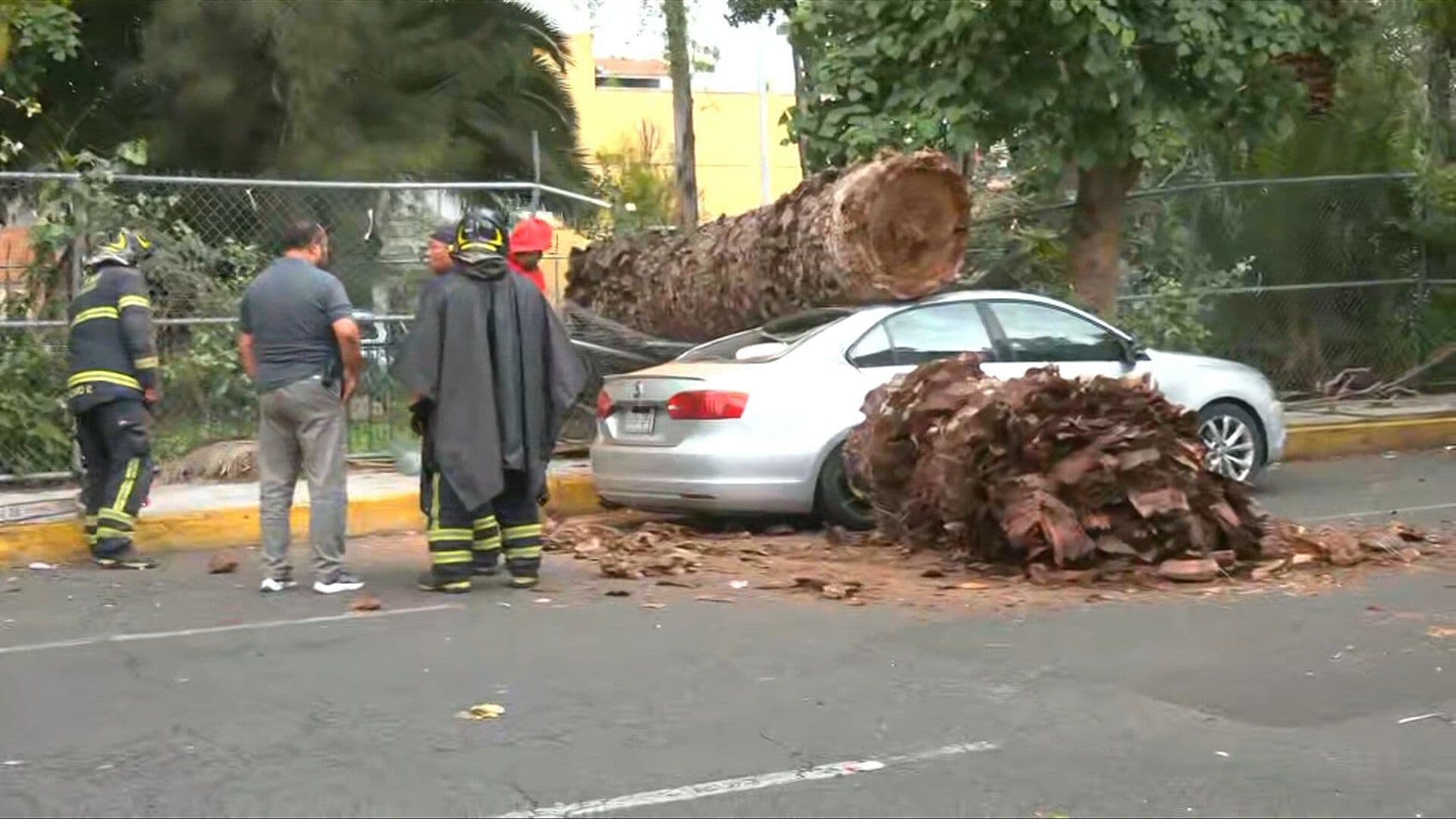 Palmera se Desploma y Aplasta Auto en la Colonia Emiliano Zapata en la GAM