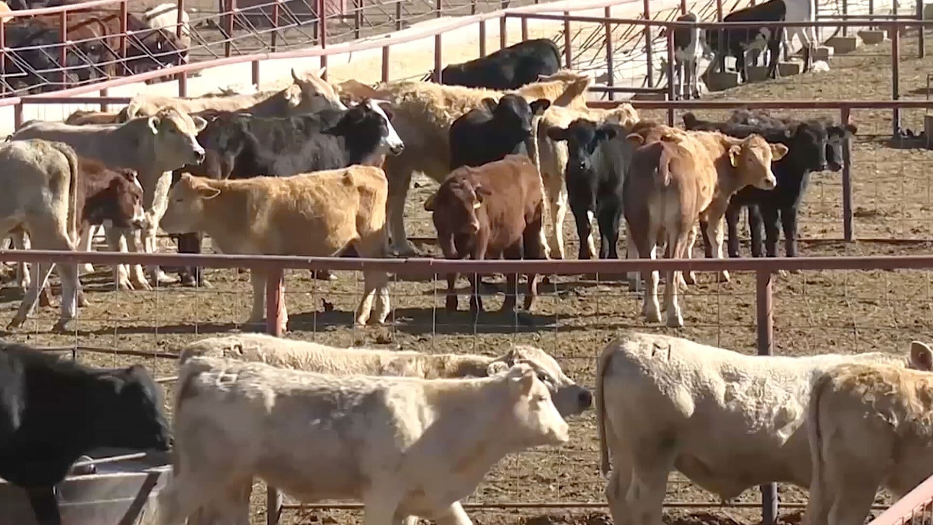 Continúa Bajo Vigilancia Médica Paciente con Gusano Barrenador en Coahuila