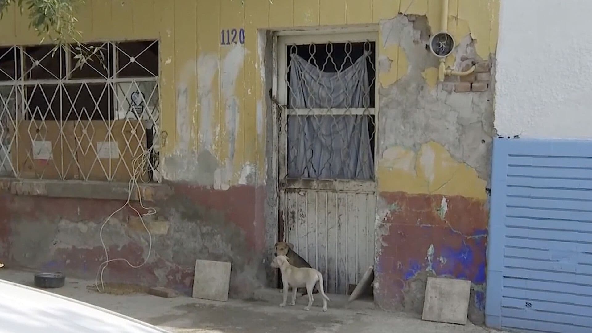 Vecinos Denuncian Plaga de Garrapatas en Casa Abandonada en Torreón