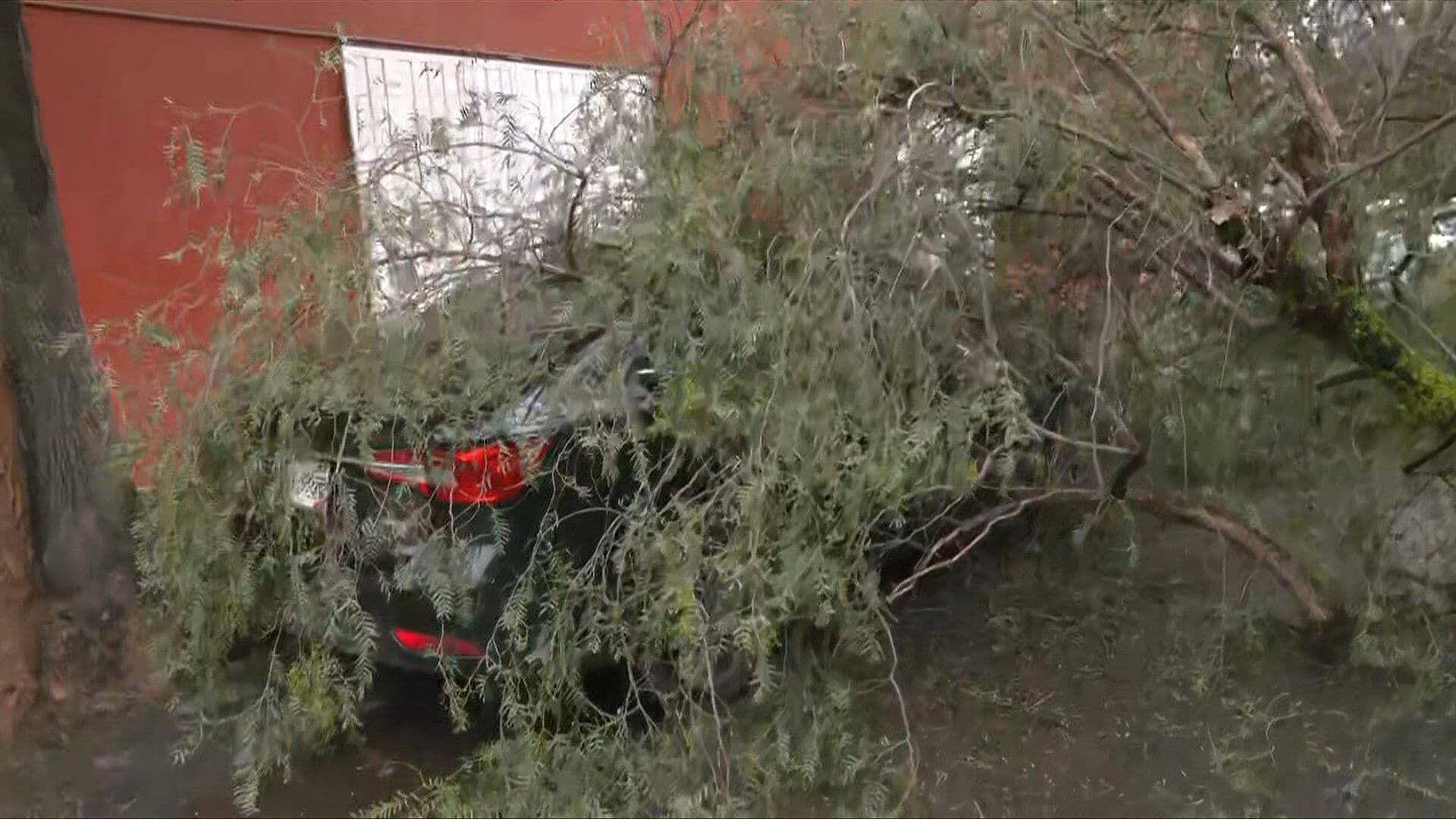 Cae árbol Sobre Auto Estacionado en Acueducto de Guadalpe, en la GAM