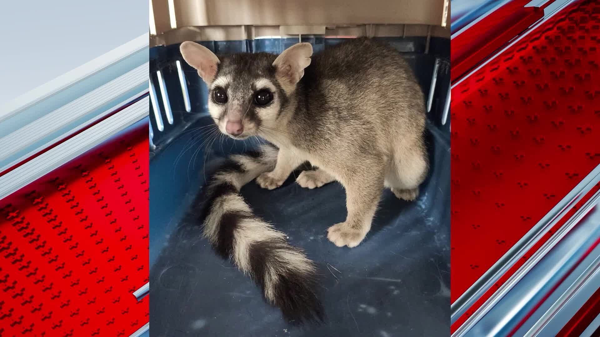 Cacomixtle es Rescatado tras Ser Hallado en la Zona Centro de San Juan del Río