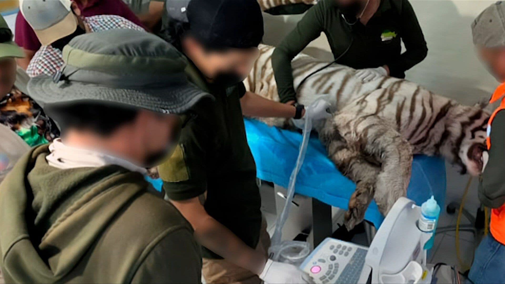 Llueven Críticas en Tepetlaoxtoc por Muerte de Tigre de Bengala 'Kenzo'
