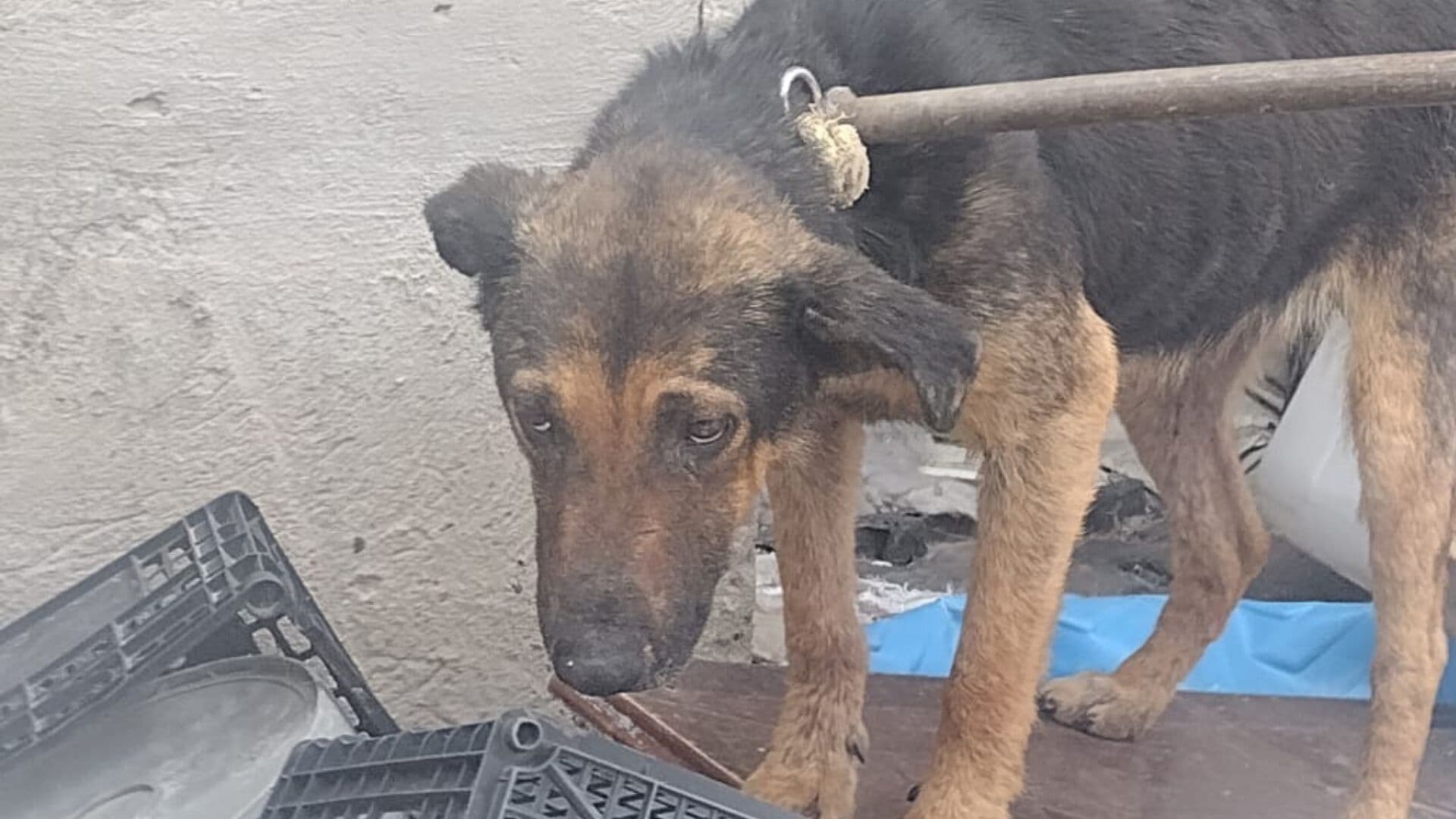 ¿Cómo Denunciar Maltrato Animal en Chihuahua? Llaman a Fortalecer Cultura de Denuncia