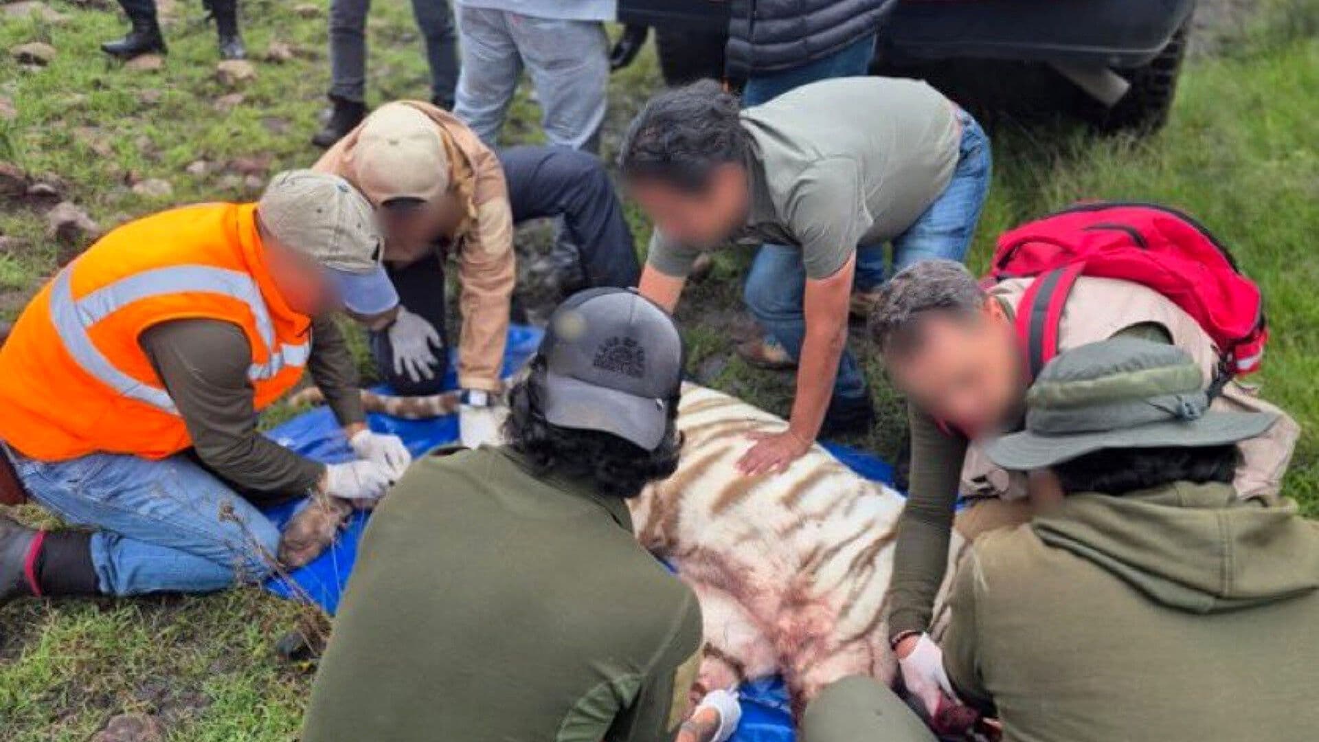 Muere Tigre Kenzo tras Operativo para su Captura en el Estado de México