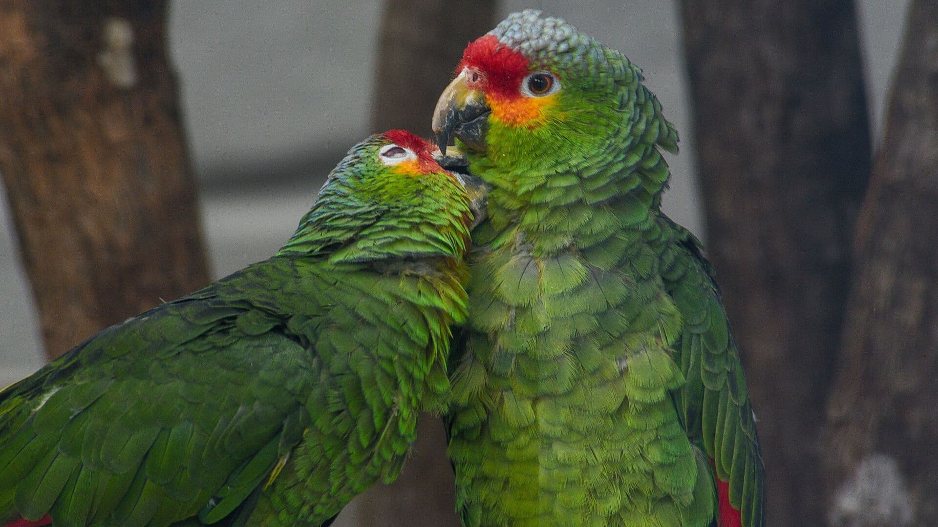 Así es el Centro de Reproducción de Guacamaya Verde Más Grande de México, en Colima